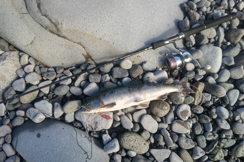 カラフトマスの釣果