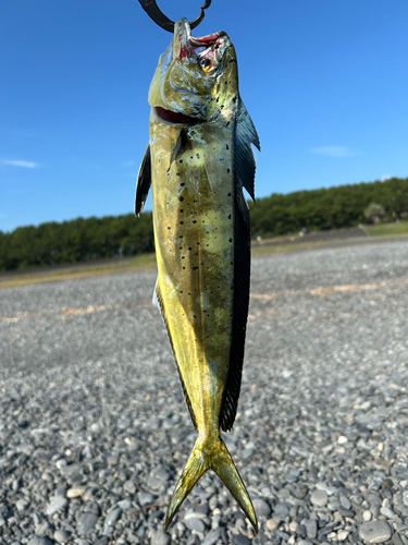 シイラの釣果