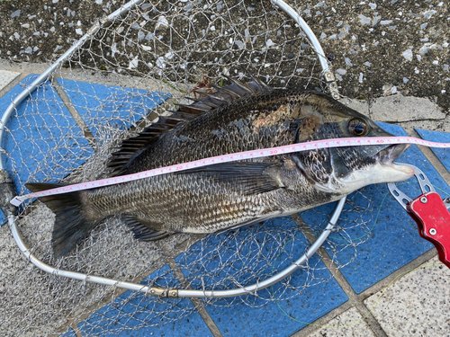 クロダイの釣果