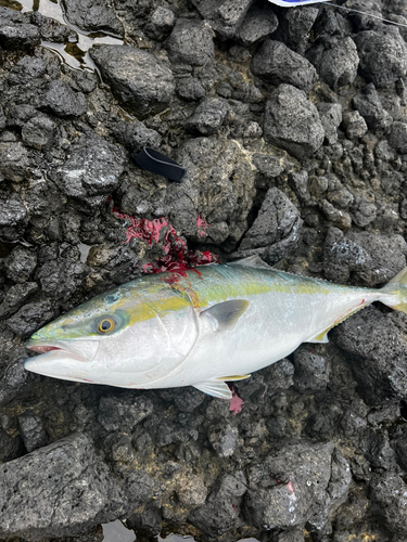 ワラサの釣果