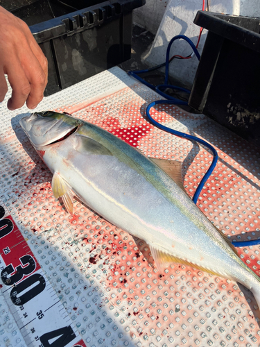 ハマチの釣果