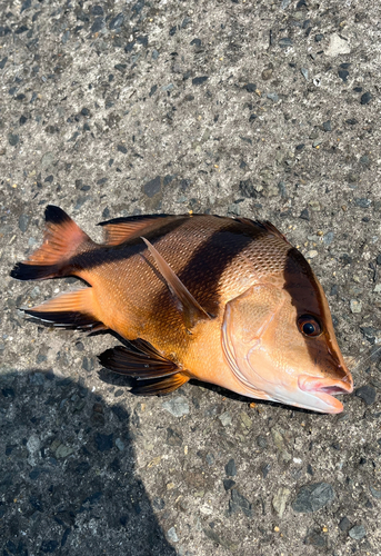 センネンダイの釣果