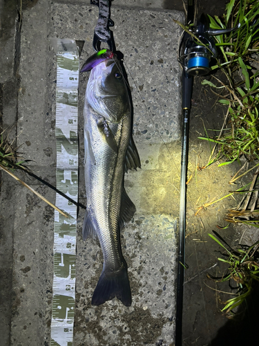 シーバスの釣果