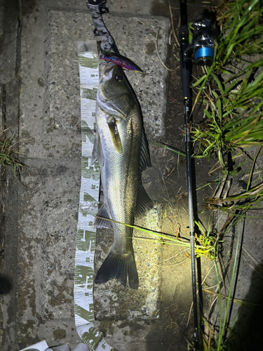 シーバスの釣果