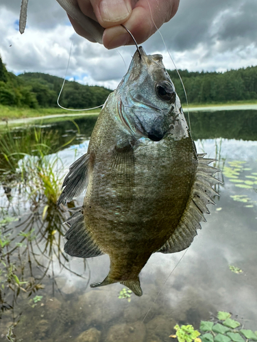 ブルーギルの釣果