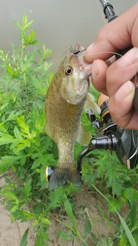 スモールマウスバスの釣果