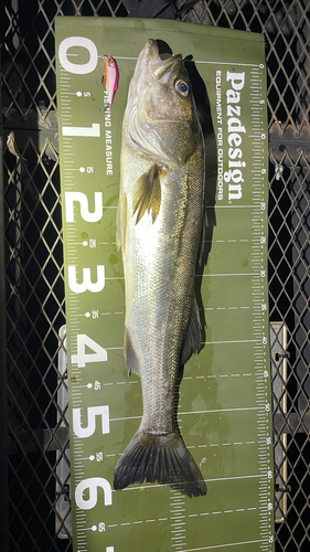 シーバスの釣果