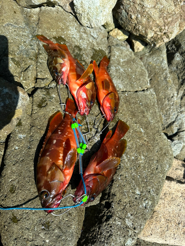 アカハタの釣果