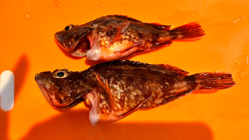 アラカブの釣果