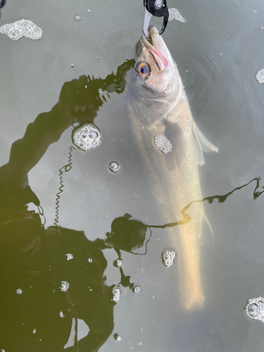 スズキの釣果