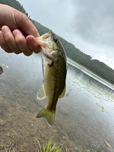 ブラックバスの釣果