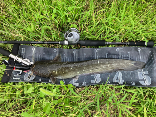 ナマズの釣果