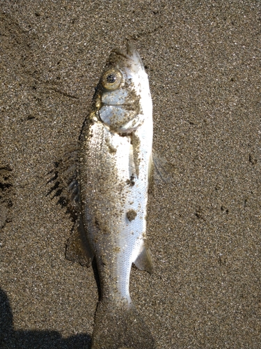 セイゴ（マルスズキ）の釣果