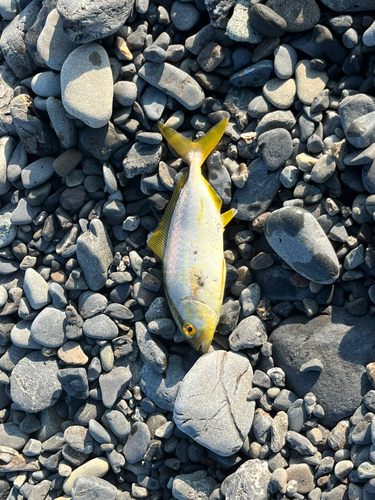 ショゴの釣果