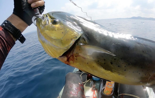 シイラの釣果