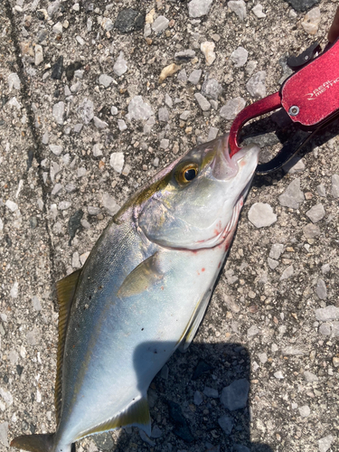 ショゴの釣果