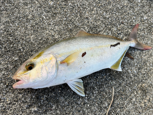 ショゴの釣果