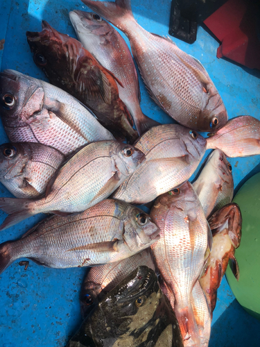 マダイの釣果