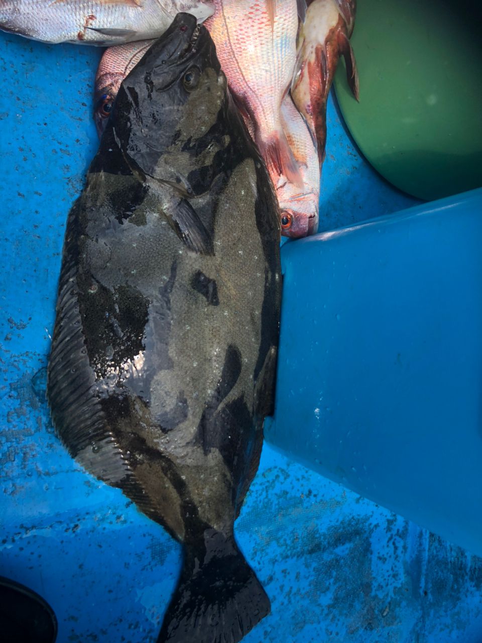 へなちょこ　釣り師さんの釣果 2枚目の画像