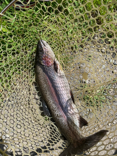 ニジマスの釣果