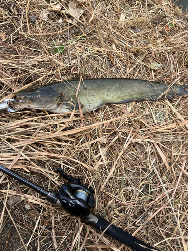 ナマズの釣果