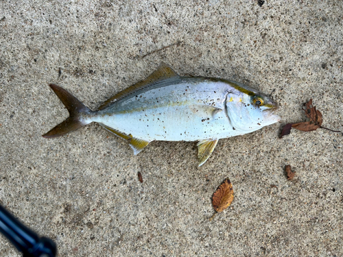 ワカシの釣果