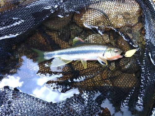 カワムツの釣果