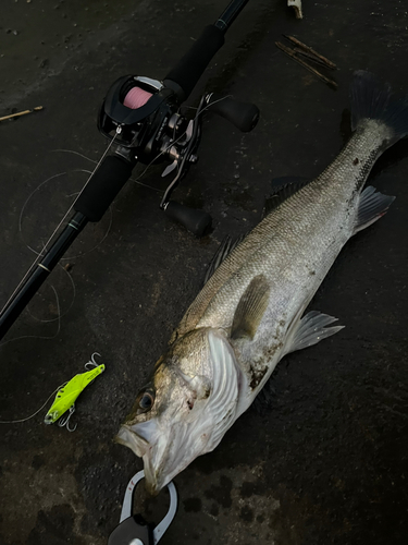 シーバスの釣果