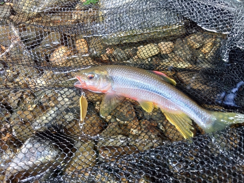 カワムツの釣果