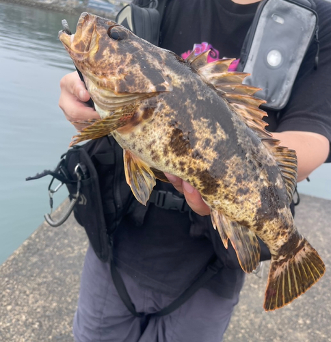 ベッコウゾイの釣果