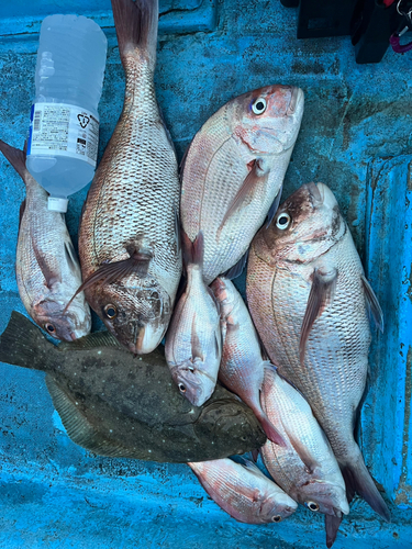 マダイの釣果