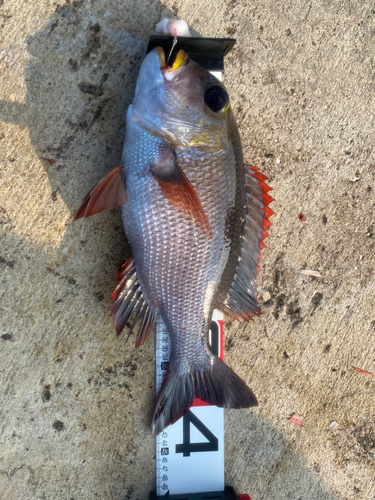 ヨコシマクロダイの釣果