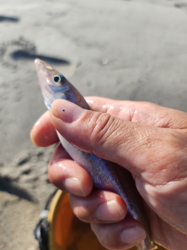 キスの釣果