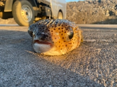 ハリセンボンの釣果