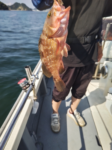 アコウの釣果