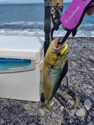 シイラの釣果