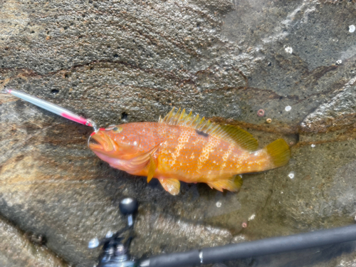 アコウの釣果