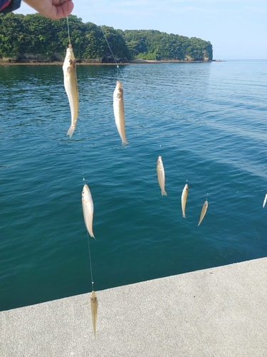 キスの釣果