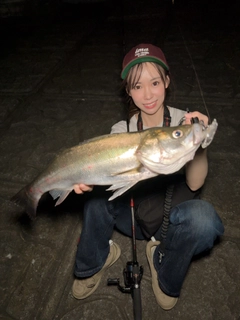 シーバスの釣果