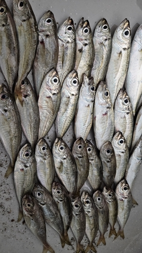 アジの釣果