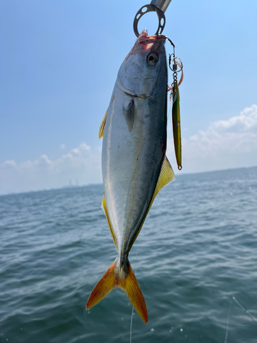 ブリの釣果