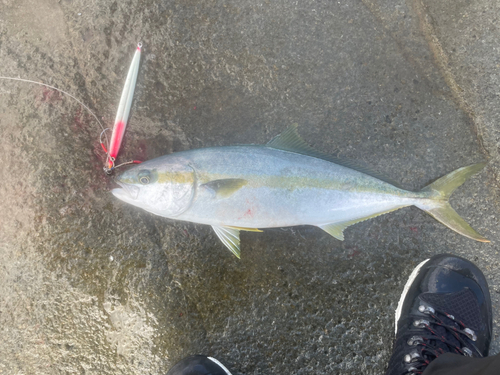 ヒラマサの釣果