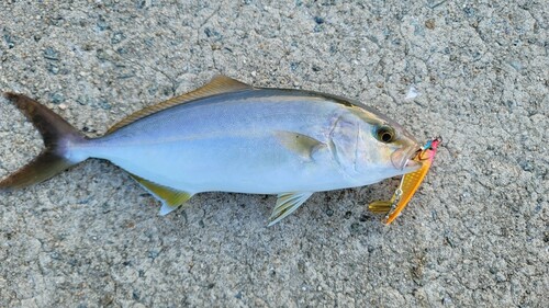 ネリゴの釣果