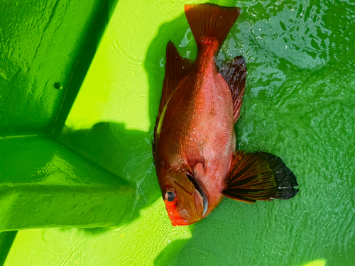 キントキダイの釣果