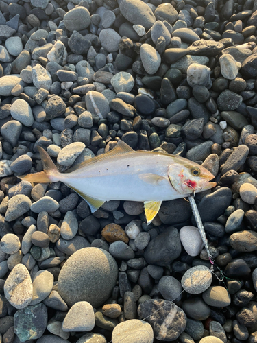 ショゴの釣果