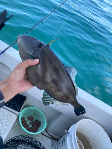 ウマヅラハギの釣果