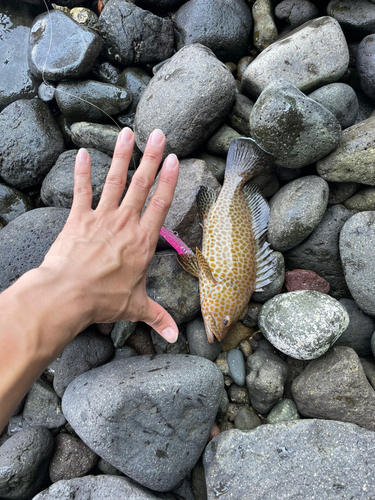 オオモンハタの釣果