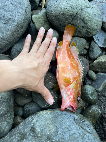 アカハタの釣果