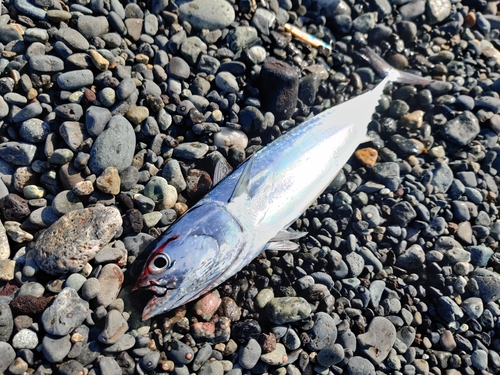 マルソウダの釣果