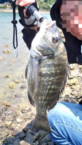 キチヌの釣果